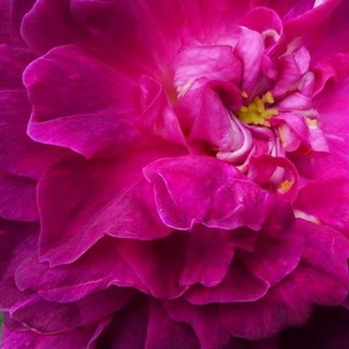 Online rózsa vásárlás - Lila - Rózsaszín - történelmi - portland rózsa - intenzív illatú rózsa - Rosa Indigo - Jean Laffay - Rendkívül illatos, sötétlila, jól remontáló történelmi rózsa.